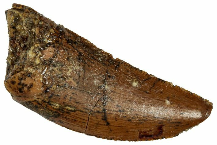 Serrated Raptor Tooth - Real Dinosaur Tooth #332283